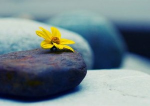 Flower Grows on Stone