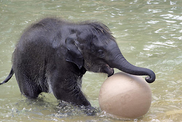 Young Asian Elephant 
